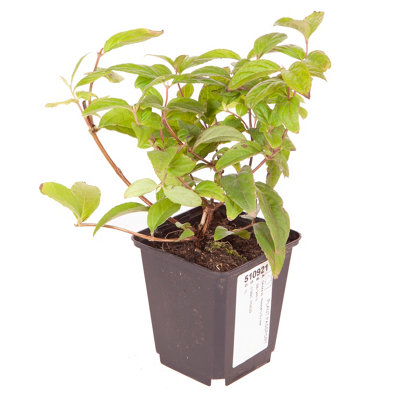 Deutzia Raspberry Sundae in a 8/9cm Pot