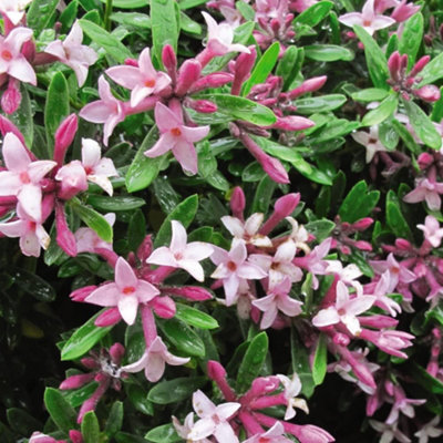 Deutzia Yuki Cherry Blossom 3 Litre Potted Plant x 1