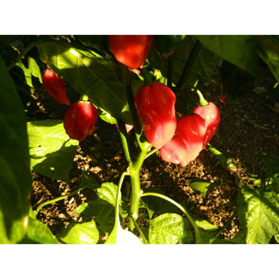 Devils Tongue Chilli Seeds - Rare Red Variety - 10 Fresh Seeds