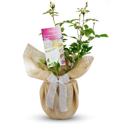 Diamond Wedding Rose Bush Gift Wrapped - 60th Wedding Anniversary Garden Plant