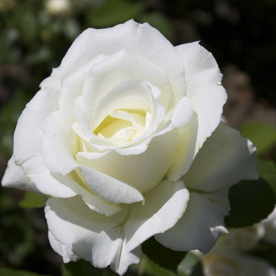 Diamond Wedding Rose Bush Gift Wrapped - 60th Wedding Anniversary Garden Plant