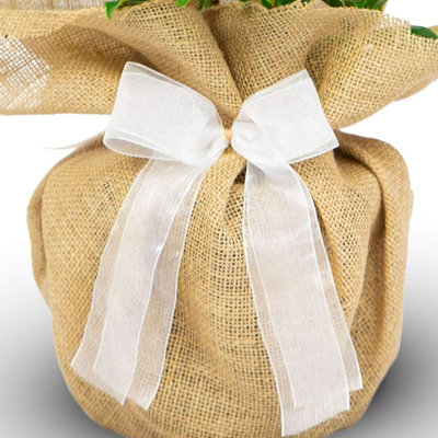 Diamond Wedding Rose Bush Gift Wrapped - 60th Wedding Anniversary Garden Plant - 3
