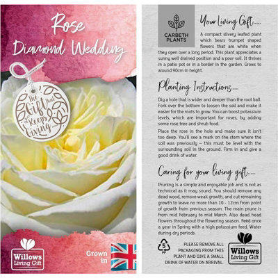 Diamond Wedding Rose Bush Gift Wrapped - 60th Wedding Anniversary Garden Plant