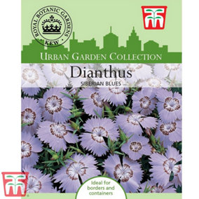 Dianthus Amurensis Siberian Blues 1 Seed Packet (25 Seeds)
