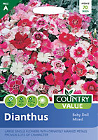 Dianthus Baby Doll Mixed by Country Value