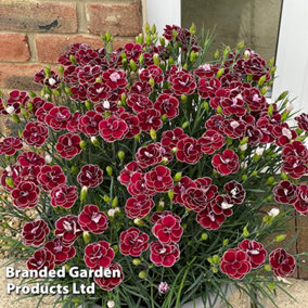 Dianthus Bicolor Burgundy (Garden Pleasures) 3 Litre Potted Plant x 1