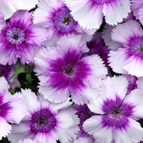 Dianthus Corona Blueberry Magic Colourful Flowering Bedding Plants 6 Pack