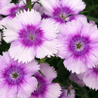 Dianthus Corona Blueberry Magic Colourful Flowering Bedding Plants 6 Pack