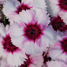 Dianthus Corona Iceberry Magic Colourful Flowering Bedding Plants 6 Pack