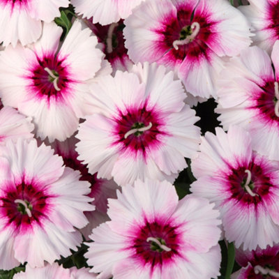 Dianthus Corona Iceberry Magic Colourful Flowering Bedding Plants 6 Pack