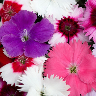 Dianthus Corona Mixed Colourful Quality Garden Ready Bedding Plants 6 Pack
