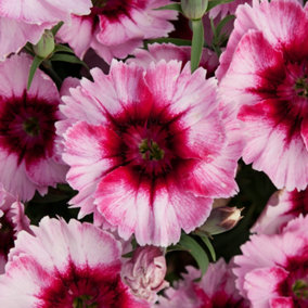 Dianthus Corona Raspberry Magic Colourful Flowering Bedding Plants 6 Pack