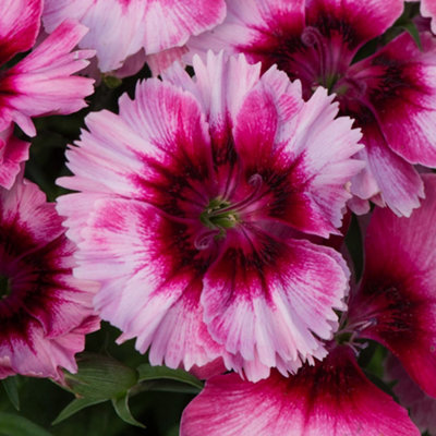 Dianthus Corona Raspberry Magic Colourful Flowering Bedding Plants 6 Pack