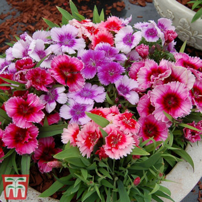 Dianthus Coronet Mix 48 Plug Plant | DIY at B&Q