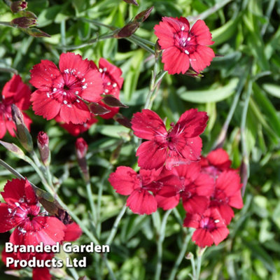 Dianthus deltoides 'Flashing Light' - Œillet vivace main image 0