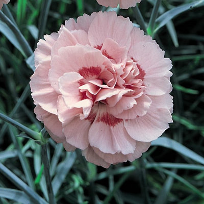 Dianthus Doris 1 Litre Potted Plant x 1