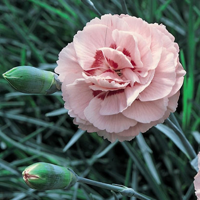 Dianthus Doris 1 Litre Potted Plant x 1