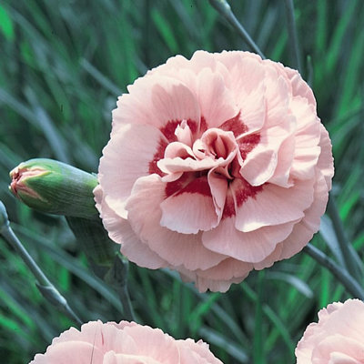 Dianthus Doris 1 Litre Potted Plant x 1