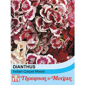 Dianthus Indian Carpet Mixed 1 Seed Packet (400 Seeds)