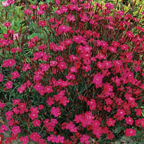 Dianthus Maiden Pink Brilliancy 1 Packet (200 Seeds)