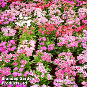 Dianthus Maiden Pink Brilliancy 1 Seed Packet (200 Seeds)