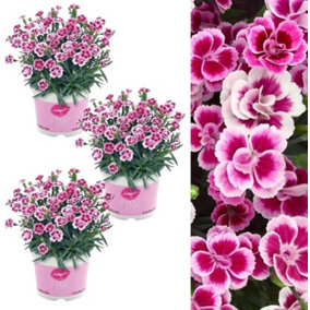Dianthus Pink Kisses x 3 Plants in 12cm Pots - Pink Carnations Ready to Plant