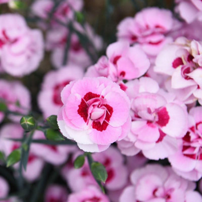 Dianthus (Pinks) Baby Doris 3 Litre Potted Plant x 1