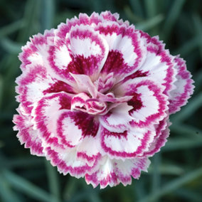 Dianthus (Pinks) Grans Favourite 9cm Potted Plant x 1