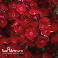 Dianthus (Pinks) Rockin Red 12 Plug Plants