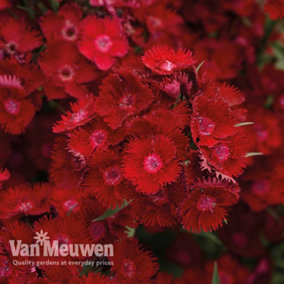 Dianthus Pinks Rockin Red 12 Plug Plants