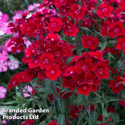Dianthus Pinks Rocking Red 9cm Potted Plant x 1