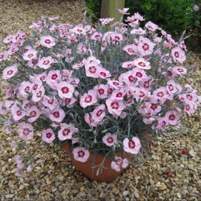 dianthus-scent-from-heaven-angel-of-peace-perennial-plant-fragrant-pale