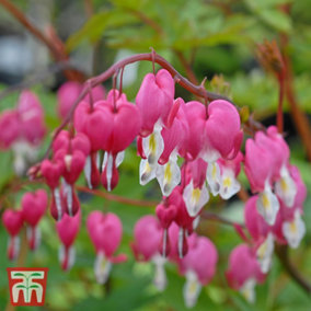 Dicentra Bleeding Heart Pink 9cm Potted Plant x 1
