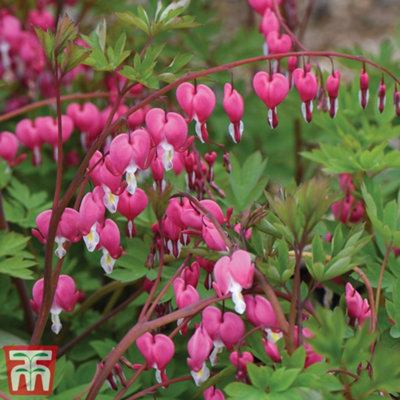Dicentra Bleeding Heart Pink 9cm Potted Plant x 1