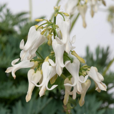 buy yucca plant Color Guard Yucca main image 0