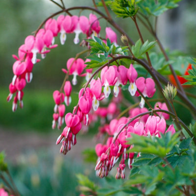 dicentra-valentine-bleeding-heart-real-garden-perennial-outdoor-plant