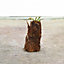 Dicksonia Antarctica (Australian Fern Tree) 0.5ft Trunk x 1