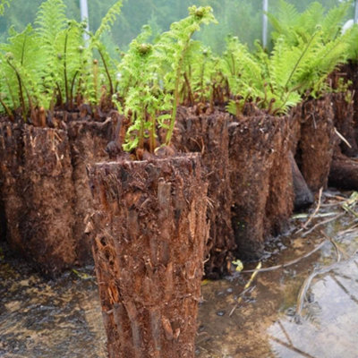 Dicksonia Antartica Tree Fern Large Soft Outdoor Garden Tree Rare Large  Garden Plants 150cm Tall (5ft)