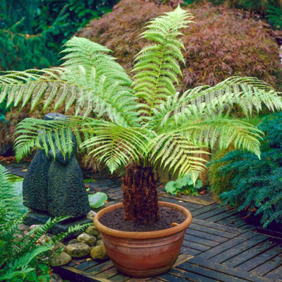 【Tree fern】 Dicksonia Antartica Tree Fern Large Soft Outdoor Garden Tree