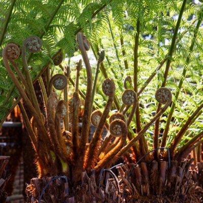 Dicksonia Antartica Tree Fern  Large Soft Outdoor Garden Tree  Rare Large Garden Plants  180cm Tall (6ft) - 4
