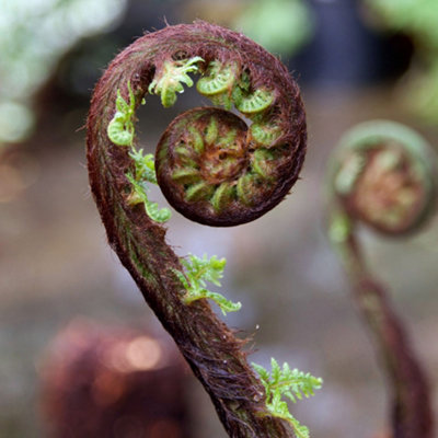 Dicksonia Antartica Tree Fern  Large Soft Outdoor Garden Tree  Rare Large Garden Plants  180cm Tall (6ft) - 6