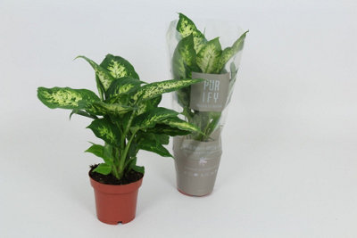 Dieff Compacta, 12cm Pot Size, 40cm Tall, Compacta Dieff, Indoor Houseplant