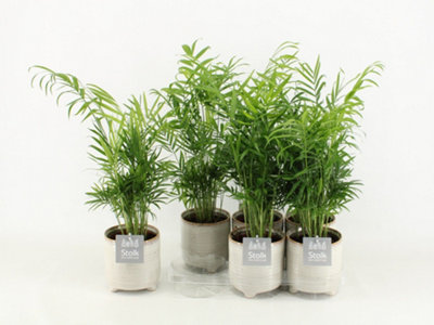 Dieff Compacta, 12cm Pot Size, 40cm Tall, Compacta Dieff, Indoor Houseplant
