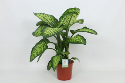 Dieff Lemon Tropic, 24cm Pot Size, 80cm Tall, Lemon Tropic Dieff ...