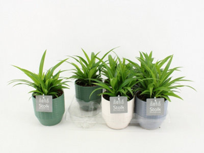 Dieff Lemon Tropic, 24cm Pot Size, 80cm Tall, Lemon Tropic Dieff ...