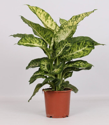 Dieff Mars, 17cm Pot Size, 60cm Tall, Dieffenbachia, Indoor Houseplant