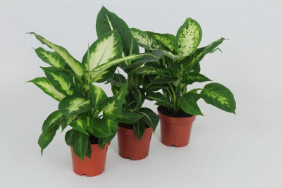 Dieff Mixed, 12cm Pot Size, 40cm Tall, Mixed Dieff, Indoor Houseplant