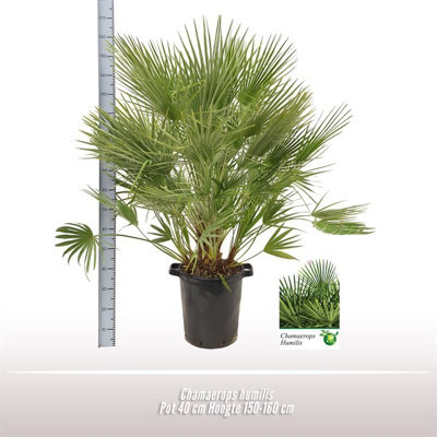 Dieff Mixed, 12cm Pot Size, 40cm Tall, Mixed Dieff, Indoor Houseplant
