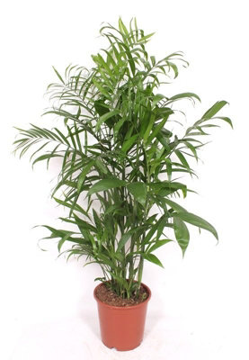 Dieff Mixed, 17cm Pot Size, 55cm Tall, Mixed Dieff, Indoor Houseplant