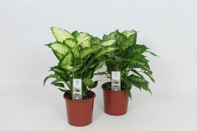 Dieff Mixed Camilla - Compac, 17cm Pot Size, 50cm Tall, Mixed Camilla ...